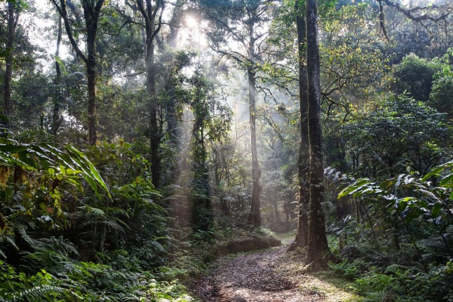 ayahuasca